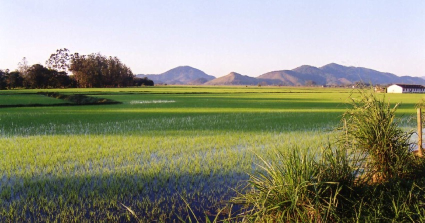 arroz-raimundo-sanchez-barro