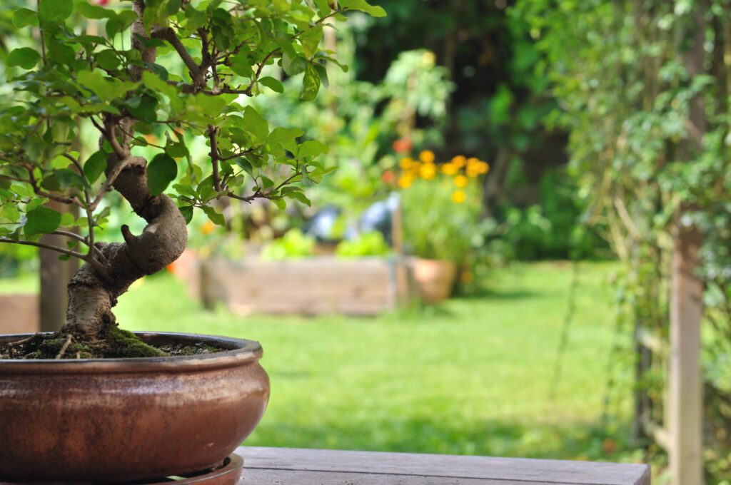 raimundo-maceta-bonsai